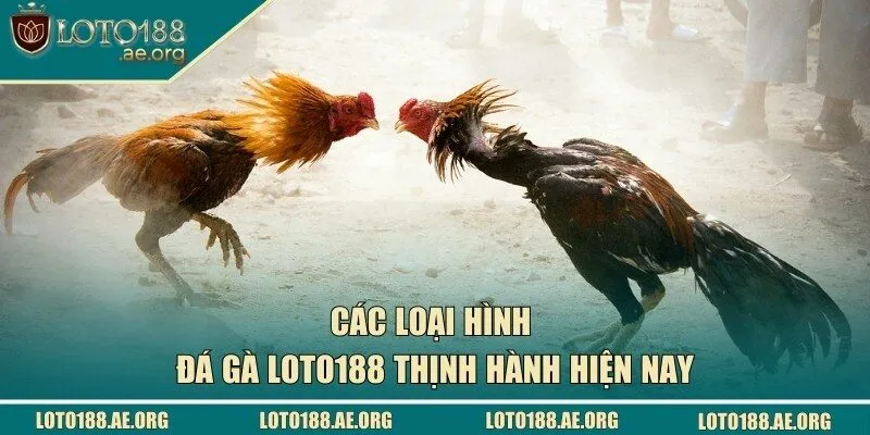 Điểm danh các loại hình chọi chiến kê thịnh hành nhất