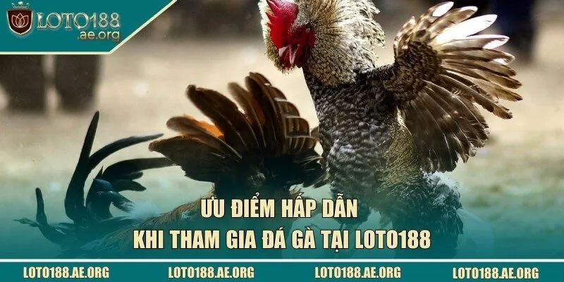 Ưu điểm hấp dẫn khi tham gia chọi chiến kê tại nhà cái